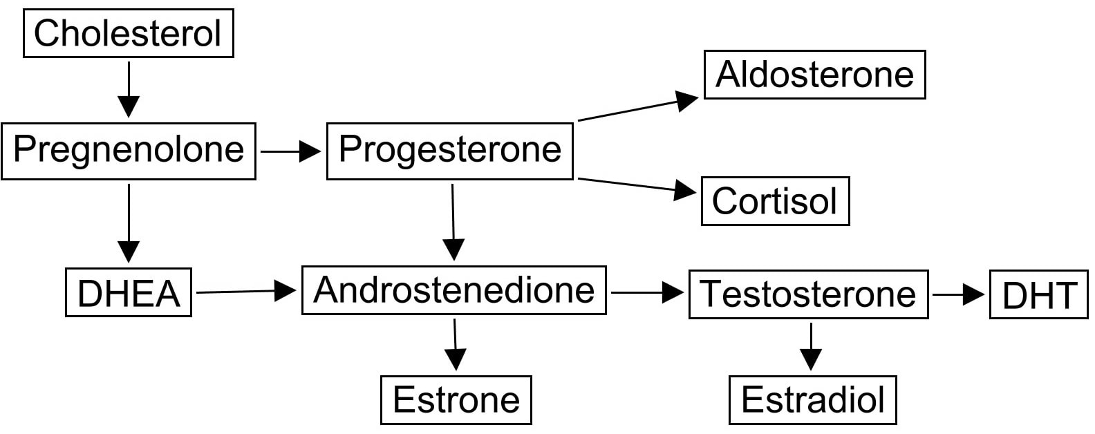 steroid-pathway_2_orig.jpg